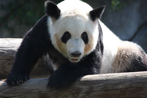 File:Panda bear at memphis zoo.JPG - Wikimedia Commons