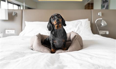 Are Hiltons Pet-Friendly Hotels? What to Know - NerdWallet