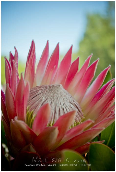 Hawaiian protea flowers | Huge, beautiful Protea Flowers. | Flickr