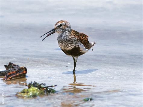 Dunlin | KuwaitBirds.org