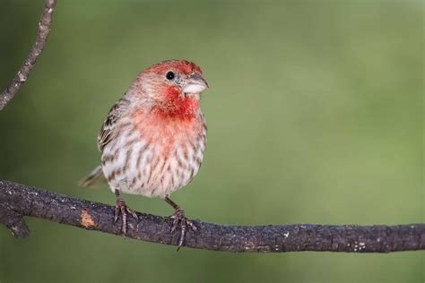 Birds In New York: 25 Species You'll See In This State