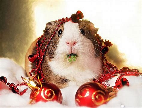 Cute Animals Dressed For Christmas | Animals