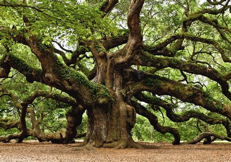 1,500 Year Old Oak Tree in South Carolina : pics