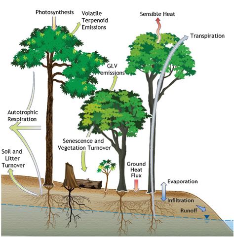 Plants | Free Full-Text | Green Leaf Volatile Emissions during High ...