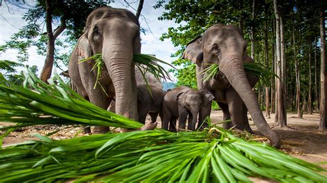 Why Are The World's Biggest Animals Plant Eaters? - WorldAtlas