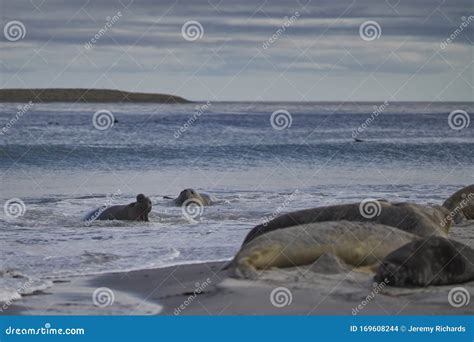 Elefantes Machos Del Sur Peleando En Las Islas Malvinas Foto de archivo - Imagen de pista, cubo ...