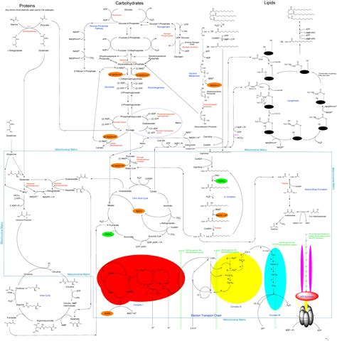 Biochemistry Pathways