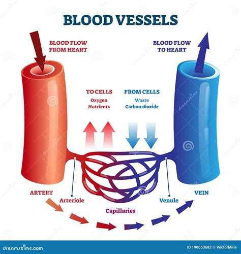 Blood Vessels Or Capillaries Or Artery Showing Vasoconstriction And Vasodilation Blocking The ...