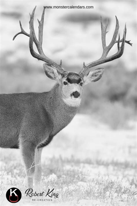 Best 2023 Calendars | Whitetail deer hunting, Big deer, Mule deer hunting