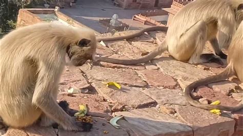 बन्दर का बच्चा दीवार पर खेलता है देखो | Monkey's baby playing #bandar # ...