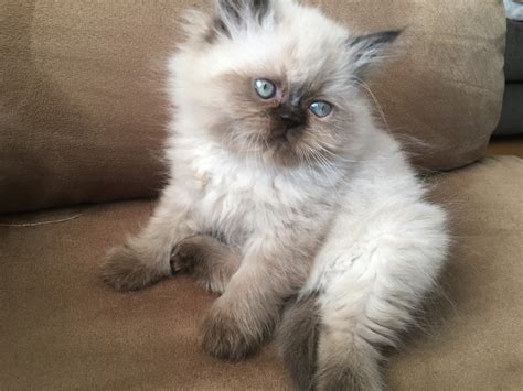 Himalayan Cats For Sale | Amherst, OH #282634 | Petzlover