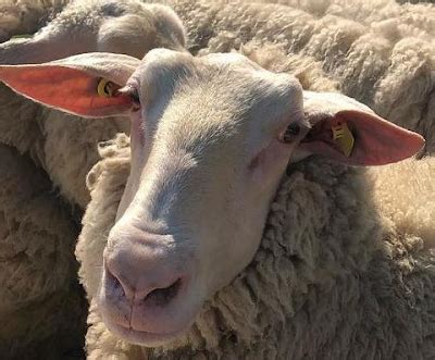 Awassi Sheep Origin, Facts, Wool, Milk Production, Meat Quality