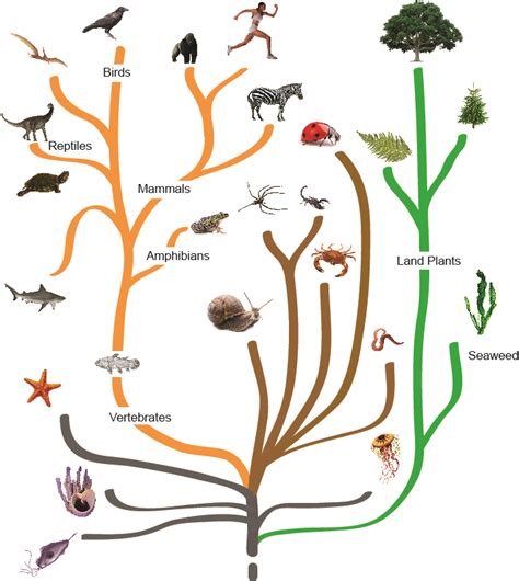 Biological Tree Of Life