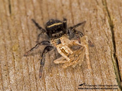 jumping spider | macrocritters