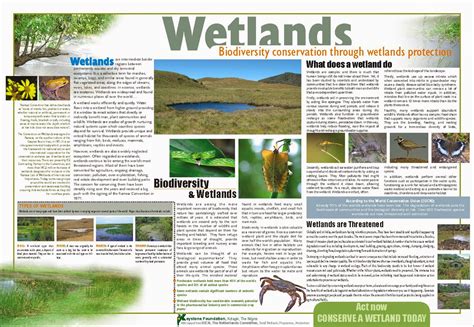 In the Forest of the Night: Wetlands - Biodiversity Conservation through Wetland Protection