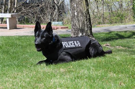 Rome Police Department’s K9 Amats receives donation of body armor | Police/Fire news ...