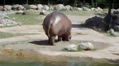 Nearly 30 Million People Have Watched This Video Of A Farting Hippo - Goodfullness