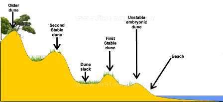 Coast Sand Dune Diagram