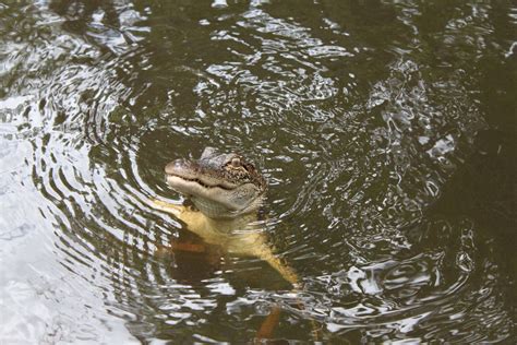 Alligator Life Cycle: Fall - Pearl River Swamp Tours, New Orleans