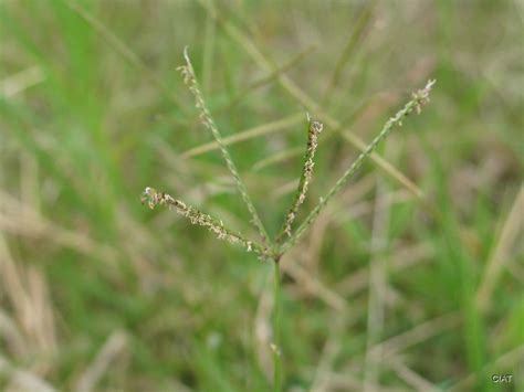 Cynodon spp. - Tropical Forages