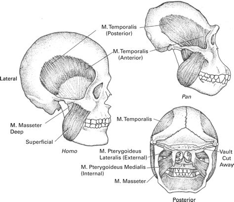 Chimpanzee Muscle Structure