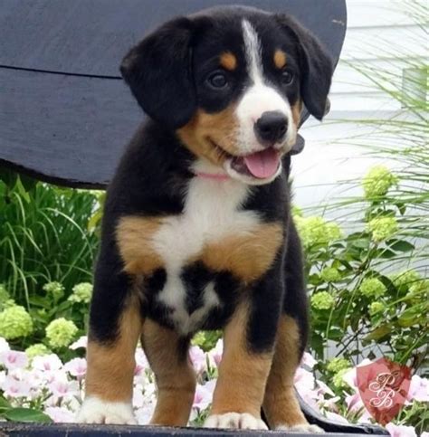 Entlebucher Mountain Dog Puppies For Sale | Santa Maria, CA #160742