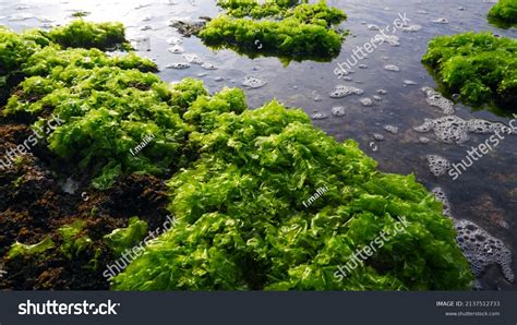 Ulva Lactuca Known Sea Lettuce Shown Stock Photo 2137512733 | Shutterstock