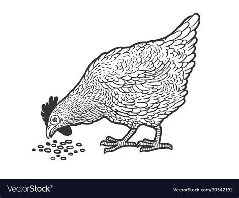 Chicken pecks grain sketch Royalty Free Vector Image