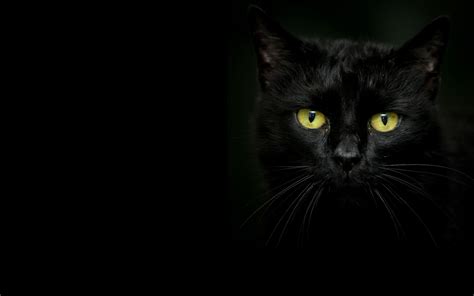 Black Cats Wallpapers - WallpaperSafari