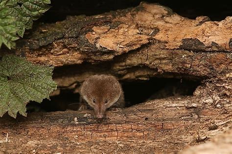 Venomous Mammals Living In The World Today - WorldAtlas.com