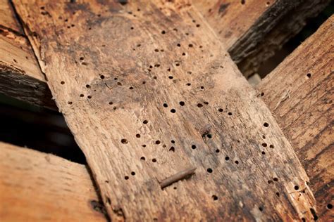 Woodworm Treatment Bristol | Biocraft South West