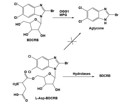 BDCRB N-glycosidic bond cleavage by 8-oxoguanine DNA glycosylase (OGG1)... | Download Scientific ...