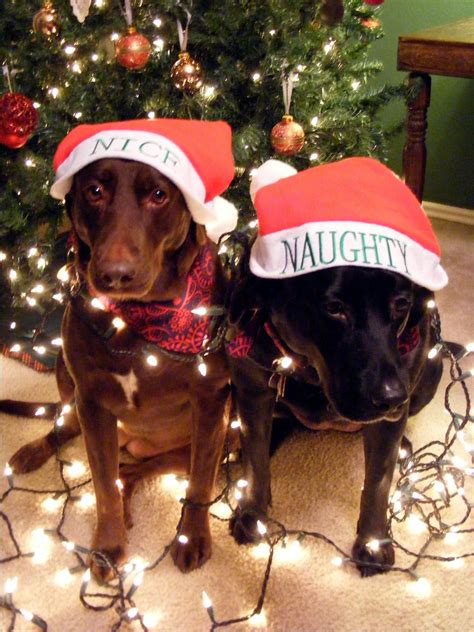 My dog Bella & Chloe for our christmas lights card idea 2010. | Dog ...