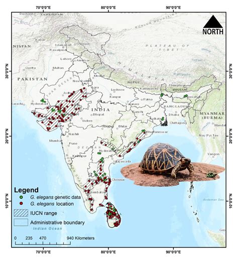 Indian star tortoise faces twin challenges of habitat loss and genetic diversity, finds study ...