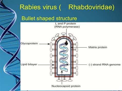 Group V (Baltimore) viral classification