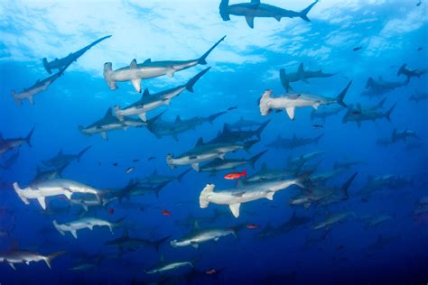 Galapagos Diving: Amazing Shark Diving in the Best Season