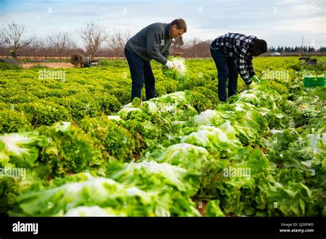 Farmers harvesting green leaf lettuce Stock Photo - Alamy