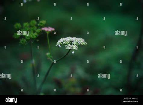 Flowers, plants and trees UK Stock Photo - Alamy