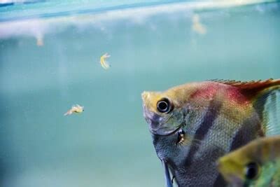 What Kind of Food Do Angelfish Eat? — Just Fishkeeping