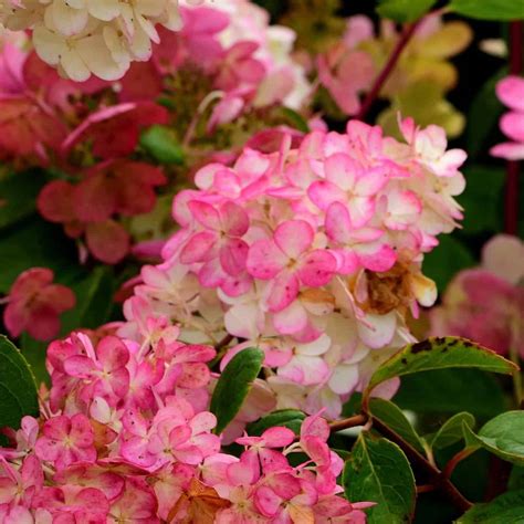 Strawberry Sundae hydrangea 🍓 🌿 🍨 Create a garden sensation!