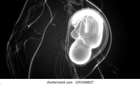 Fetus Baby Womb Anatomy 3d Stock Illustration 1291568830 | Shutterstock