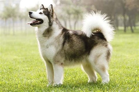 Alaskan Malamute Dog Breed Information