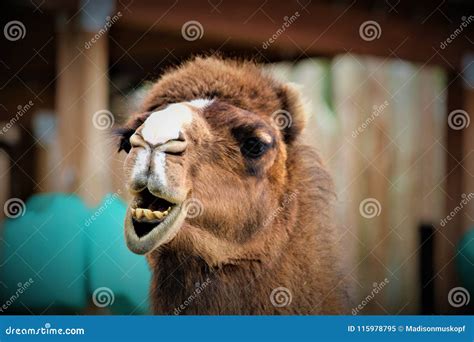 Funny Face Camel stock image. Image of closeup, grin - 115978795