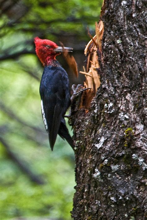 Magellanic Woodpecker | I love this shot. Lago del Desierto,… | Flickr