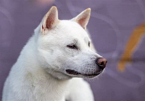 Kishu Ken - Wild Dog Living in a Modern World - Showsight