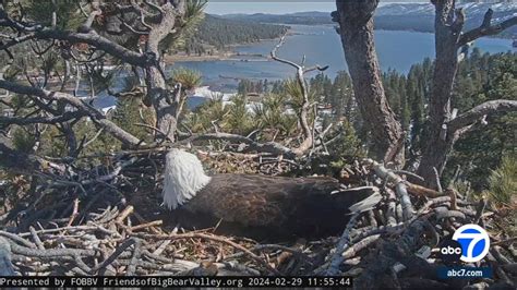 Pip watch begins for famous Big Bear bald eagles Jackie and Shadow, now caring for three eggs in ...