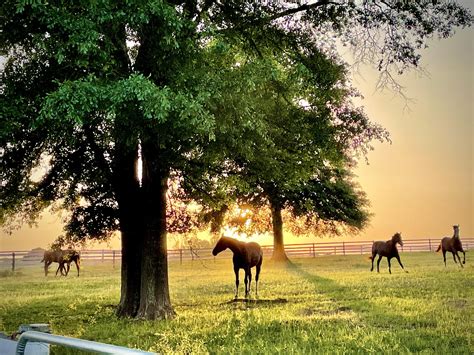 The Horse Nation Team Gives Thanks | HORSE NATION