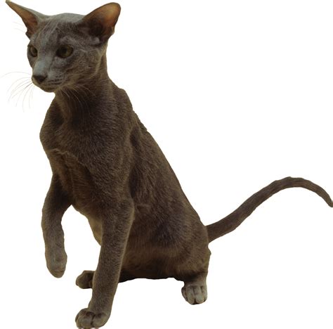 Cat PNG