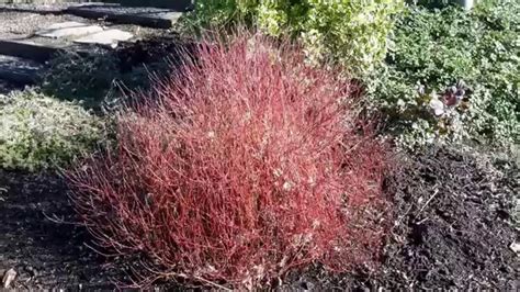 Dwarf Redtwig Dogwood / Cornus sericea 'Kelseyi' - YouTube