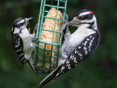 Female And Male Downy Woodpecker